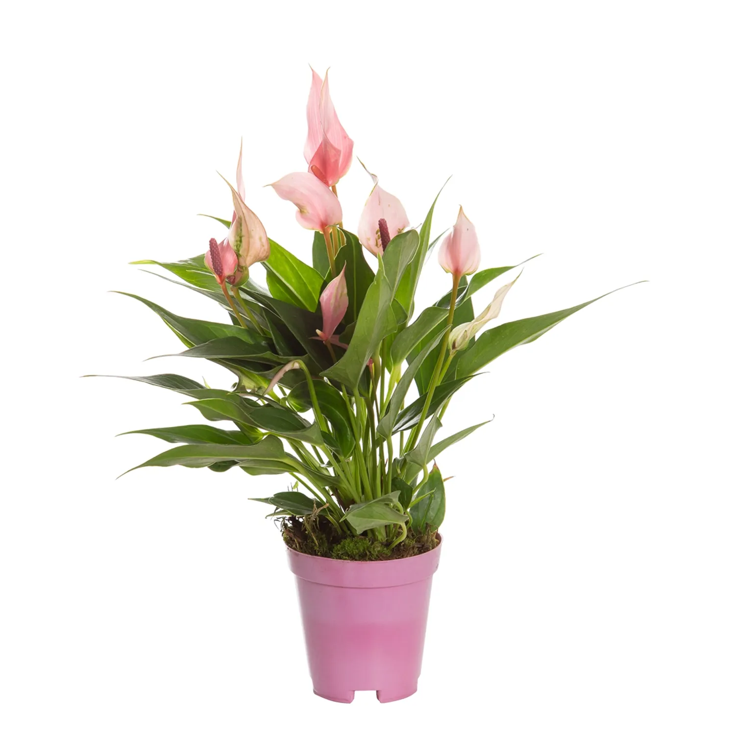 Flor Anthurium Lilli P09